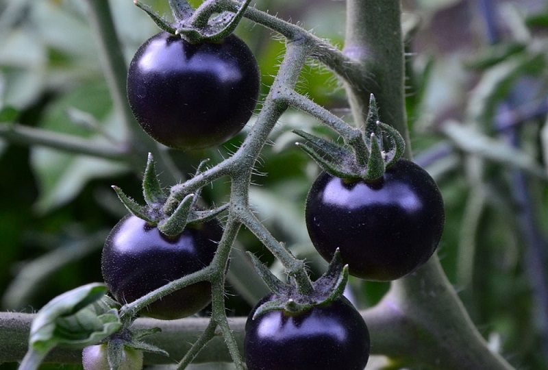Benefits of Black Tomato