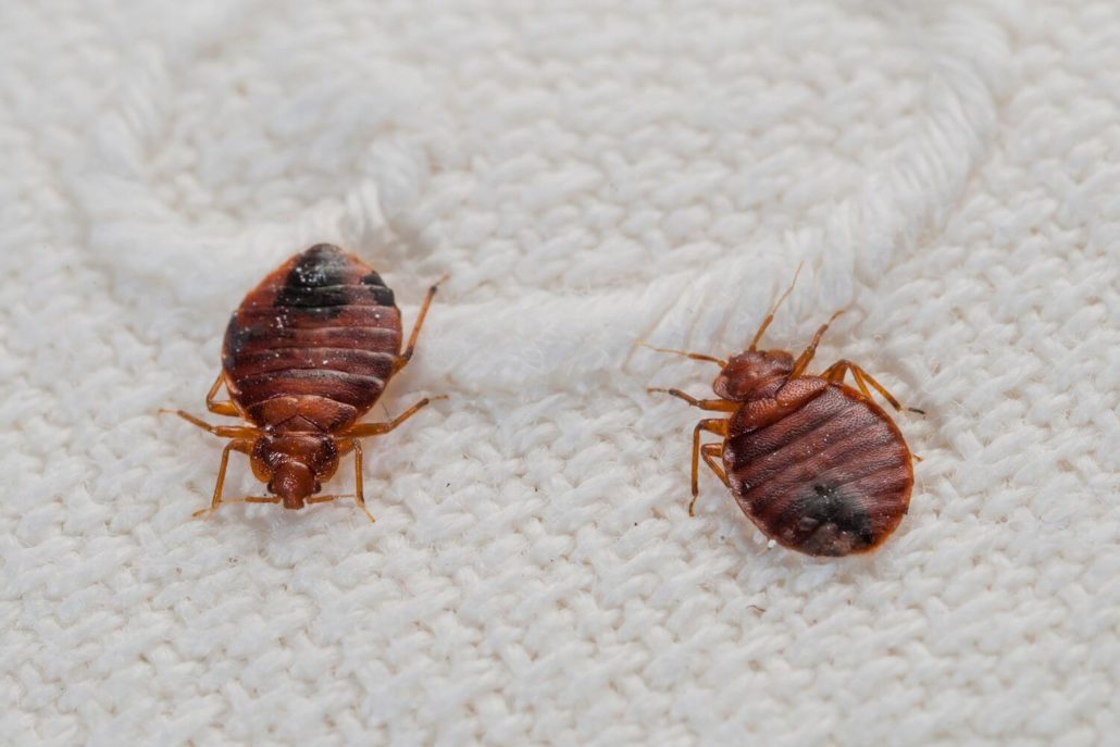 Natural remedies for bed bugs