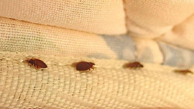 Natural remedies for bed bugs: Eliminate them right now