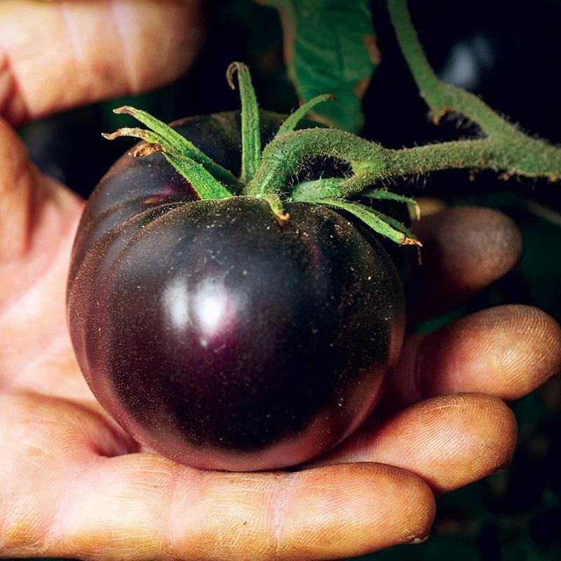  Benefits of Black Tomato
