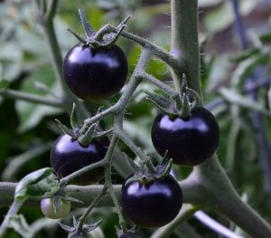 Benefits of Black Tomato