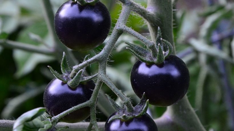 Properties and Benefits of Black Tomato