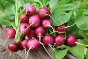 How to store radishes