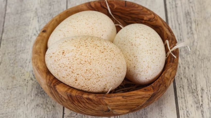 Properties and Benefits of Turkey Eggs