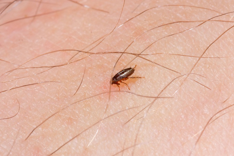 Are Fleas Visible to the Human Eye
