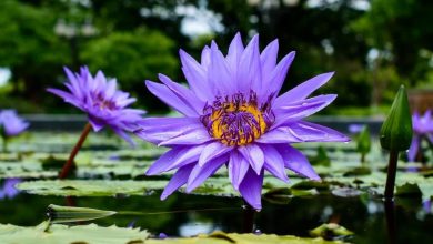 Vibrant blue lotus flower blooming in serene water, symbolizing spiritual awakening.