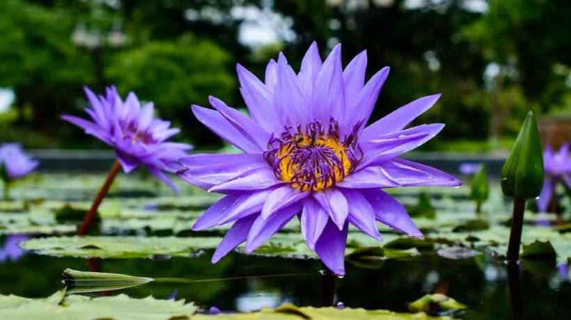 Blue Lotus Spiritual Benefits: Unlocking Ancient Wisdom for Modern Growth